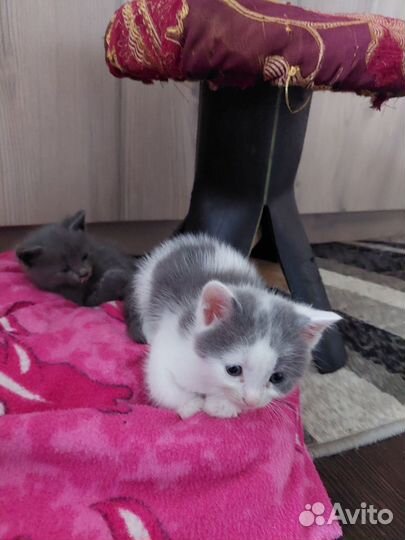 Кошка в дар