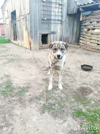 Собака, Пёс. Отдам