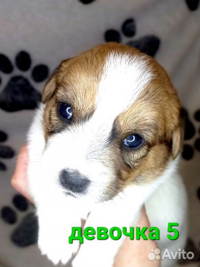 Щенки джек Рассел терьер