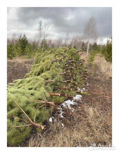 Сосна, ель, пихта, лапник