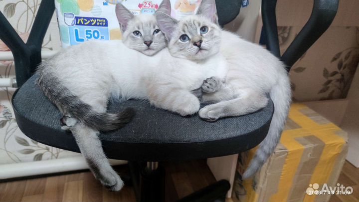 Тайские котята