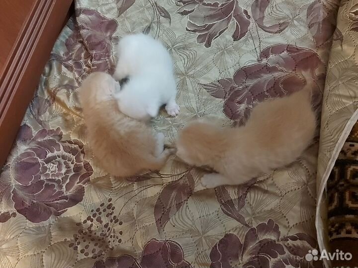 Кошка в дар