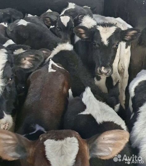 Бычки телята