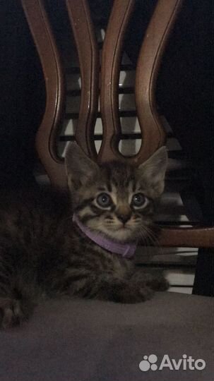 Котенок