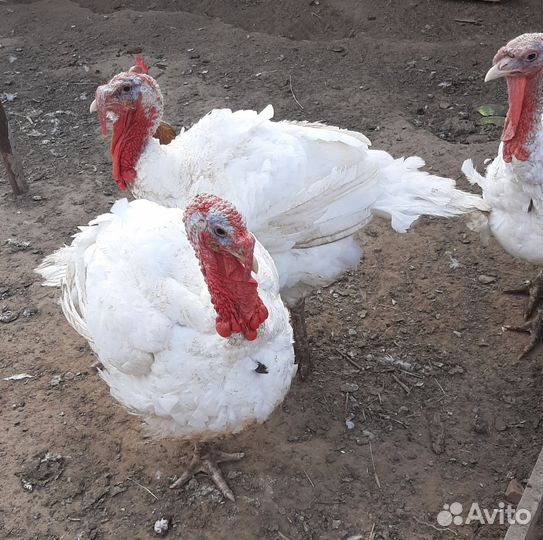 Индюки бройлерные