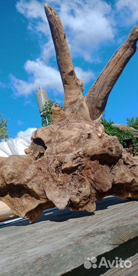 Дрифтвуд,коряги дубовые