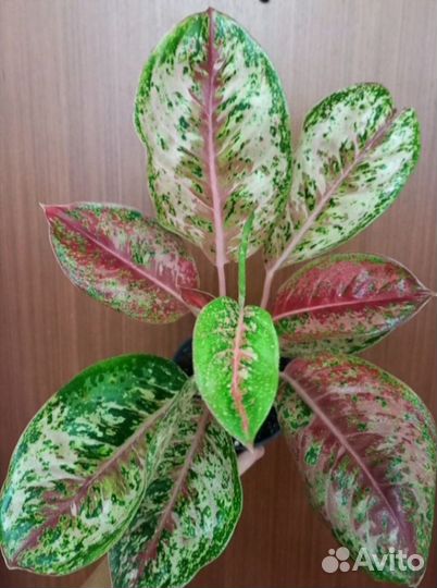 Сортовые аглаонемы