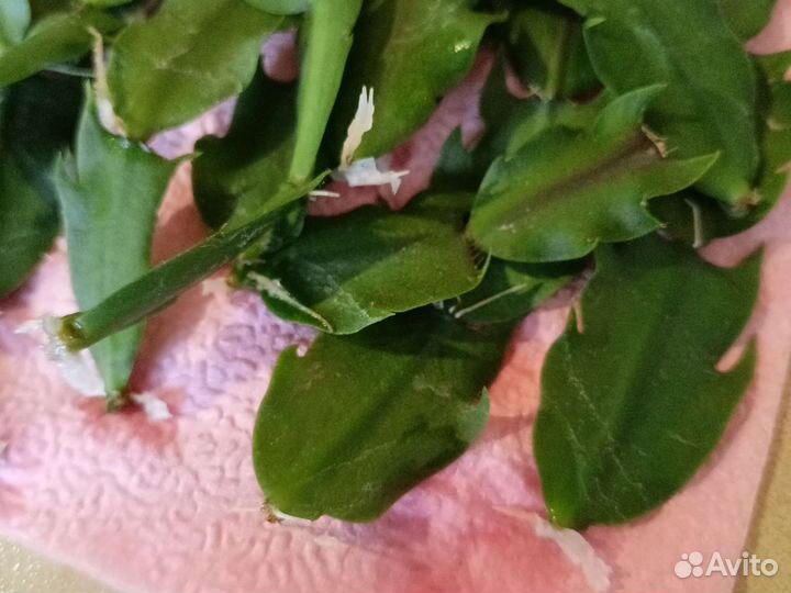 Комнатные цветы отростки