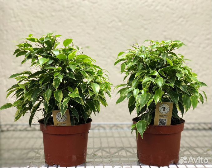 Фикус Бенджамина