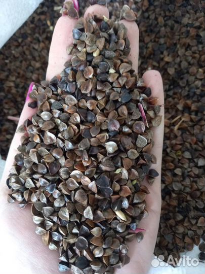 Гречиха посевная