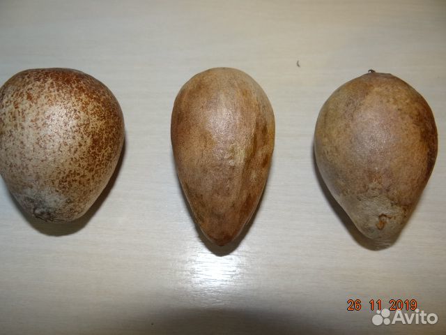 Косточки авокадо