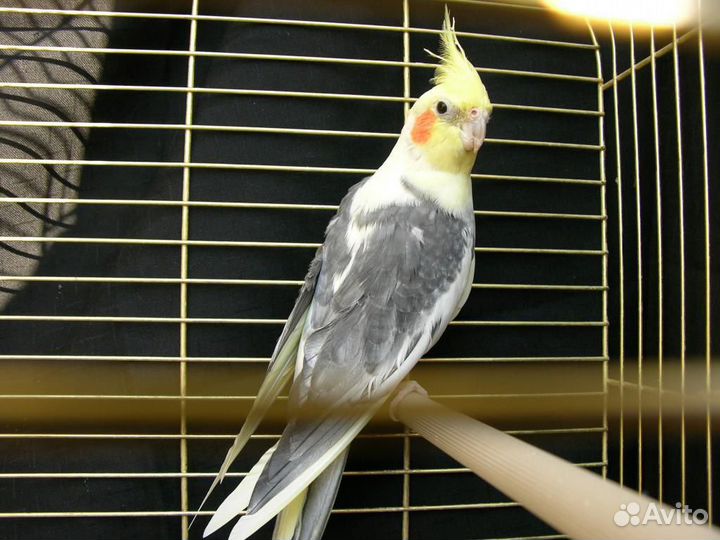 Птенцы кореллы разных расцветок