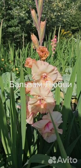 Гладиолусы луковицы