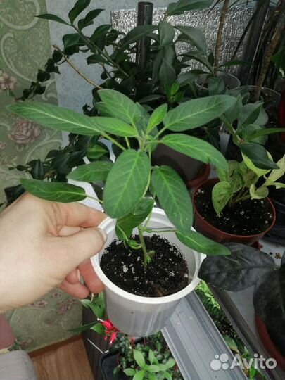 Пепино (дынная груша)