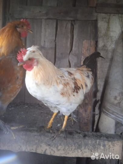 Молодые петухи