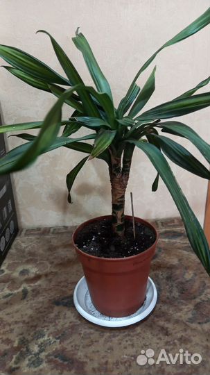 Драцена Elou kost