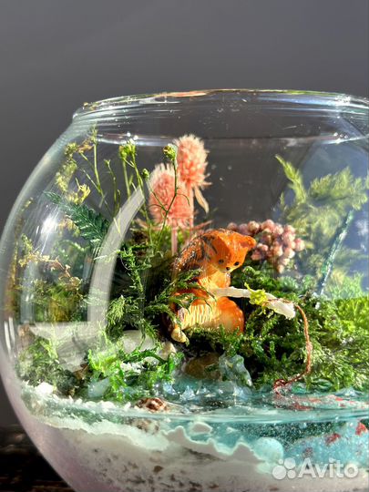 Флорариум моссариум