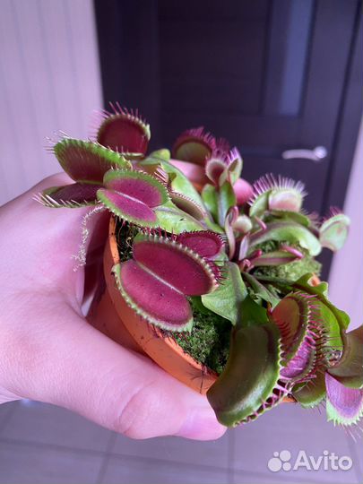 Венерина Мухоловка (Дионея)