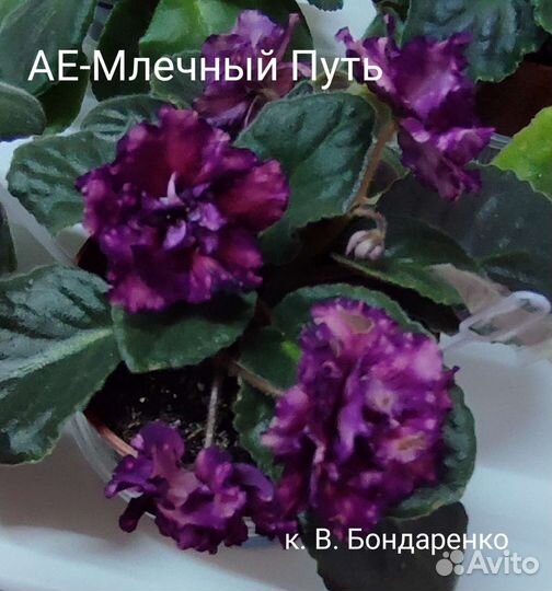 Красиво цветущие фиалочки