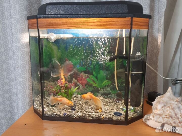 Аквариум
