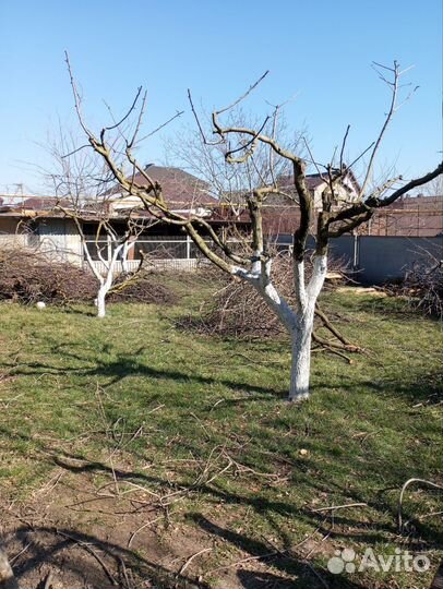 Услуги садовника,обрезка деревьев,ландшафт