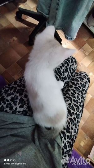 Кошка