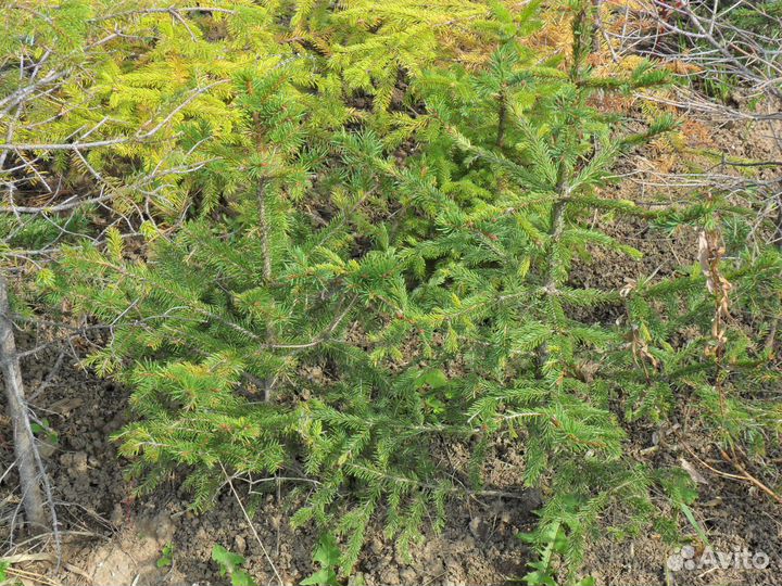 Продам саженцы ель кедр