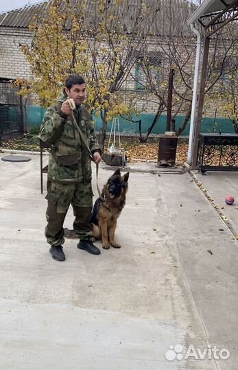 Дрессировка собак, кинолог