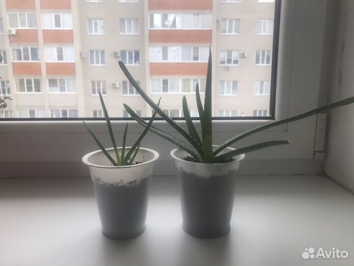 Укорененные детки алоэ