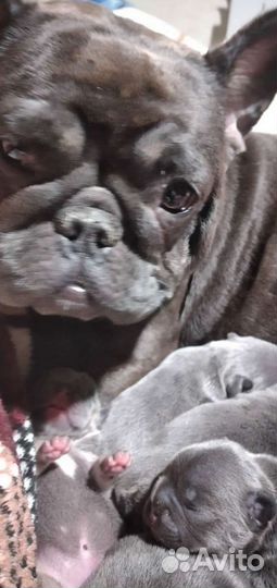 Щеночки французского бульдога