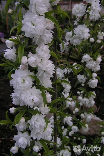 Сакура, вегейла, Дерен