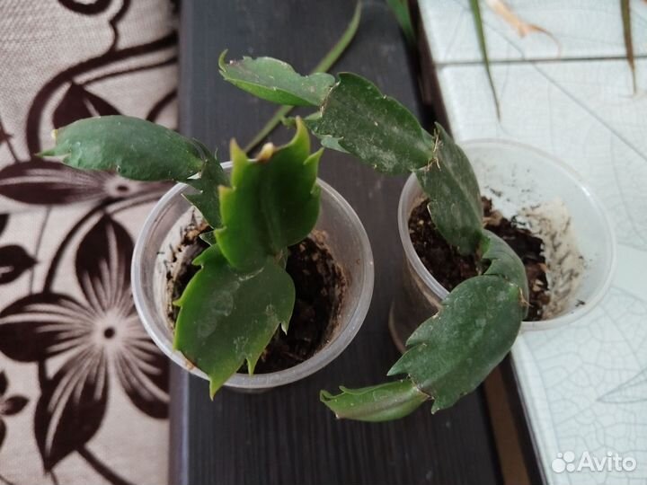 Декабрист шлюмбергера белый