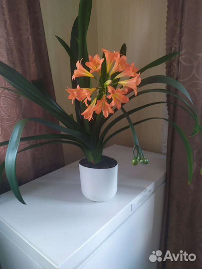 Кливия,цветущие и детки