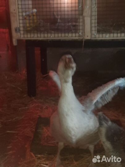 Холмогорские гусята, ия кур смесь