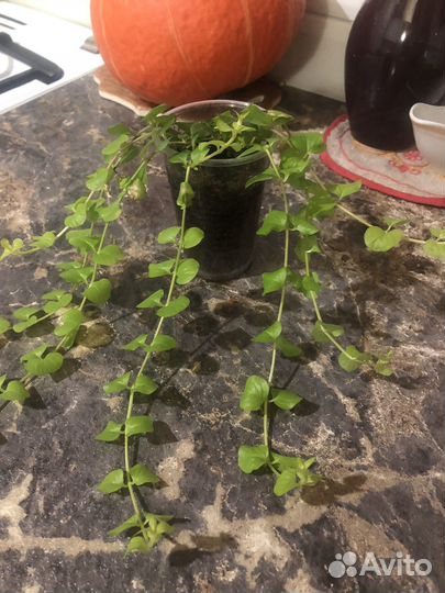 Ипомея батат и вербйник монетчатый