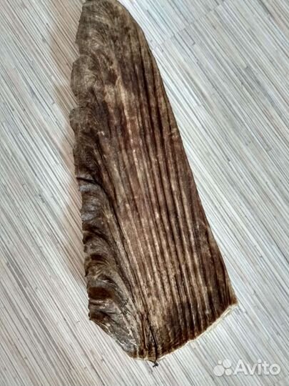 Плавник акулы