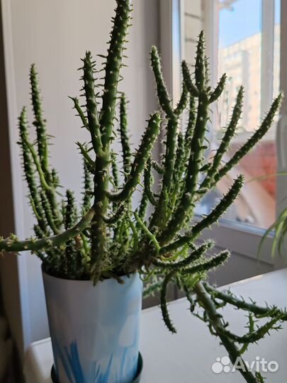 Кактус Опунция Субулата