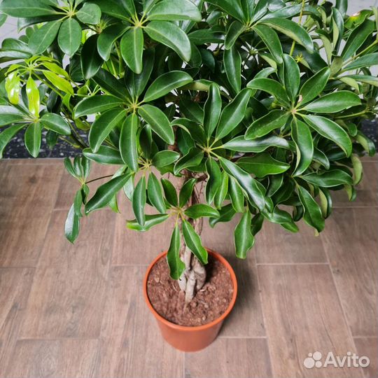 Шефлера Компакта Twisted