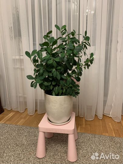 Фикус Макламе