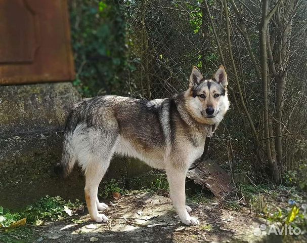 Собака в добрые руки отдам бесплатно