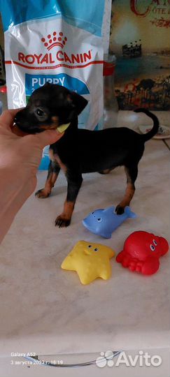 Мальчики тойчики