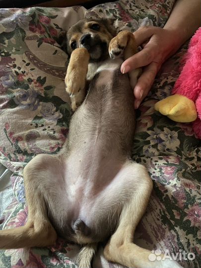 Собачка в добрые руки