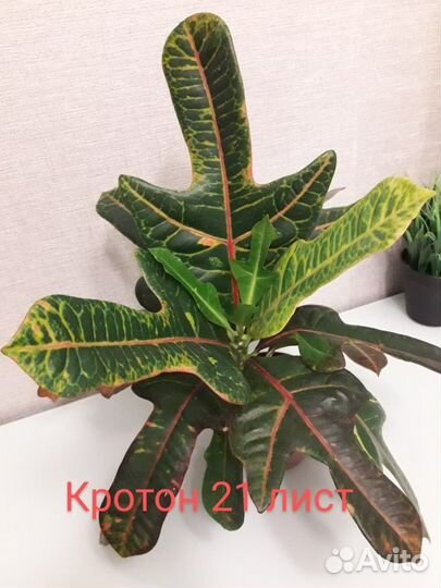 Продам цветы комнатные