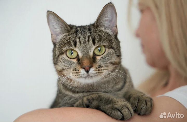 Ася в добрые руки