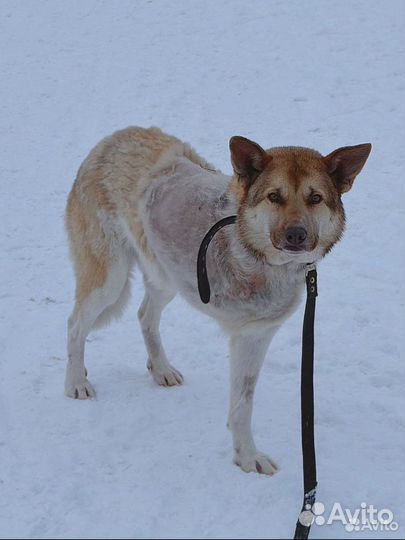 Особенный Макс ищет дом