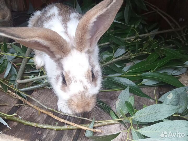 Крольчата