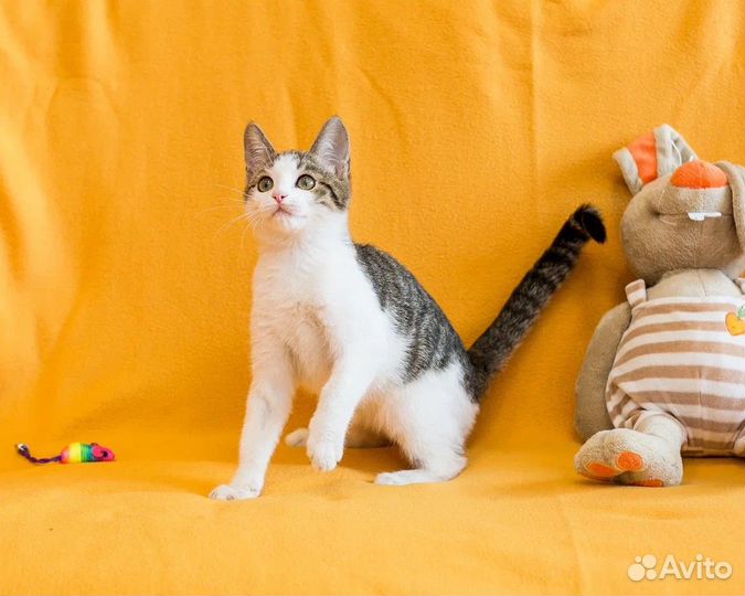 Котенок Сона