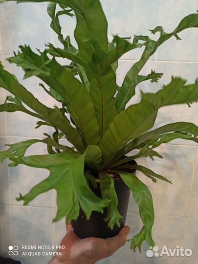 Папоротник асплениум