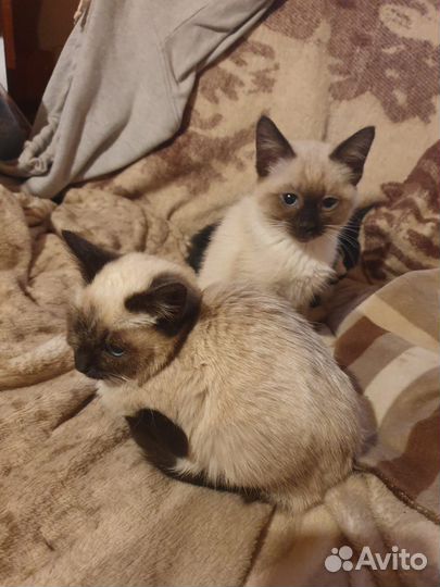Сиамские котята
