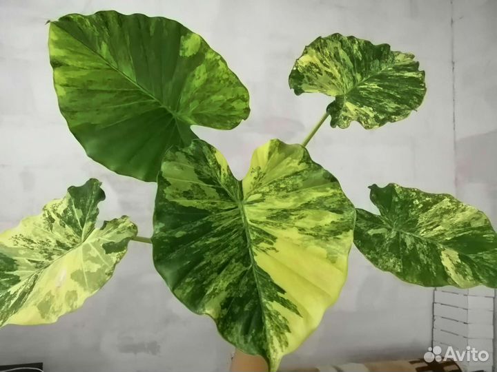 Алоказия Гагеана Ауреа (вариегатная)